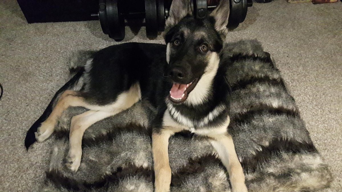 Помесь померанского шпица и хаски