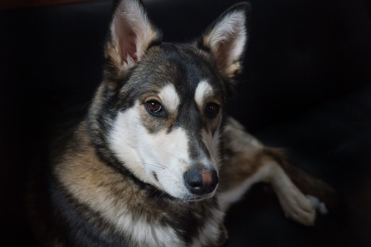 Метис хаски и лайки черный