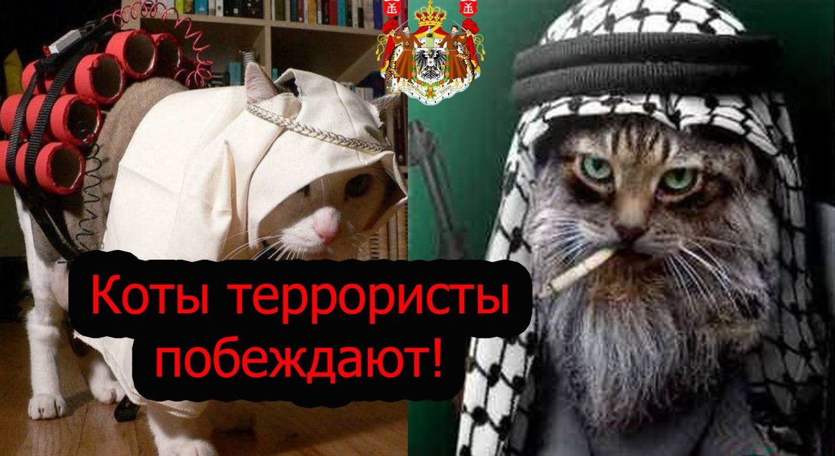 Кот террорист