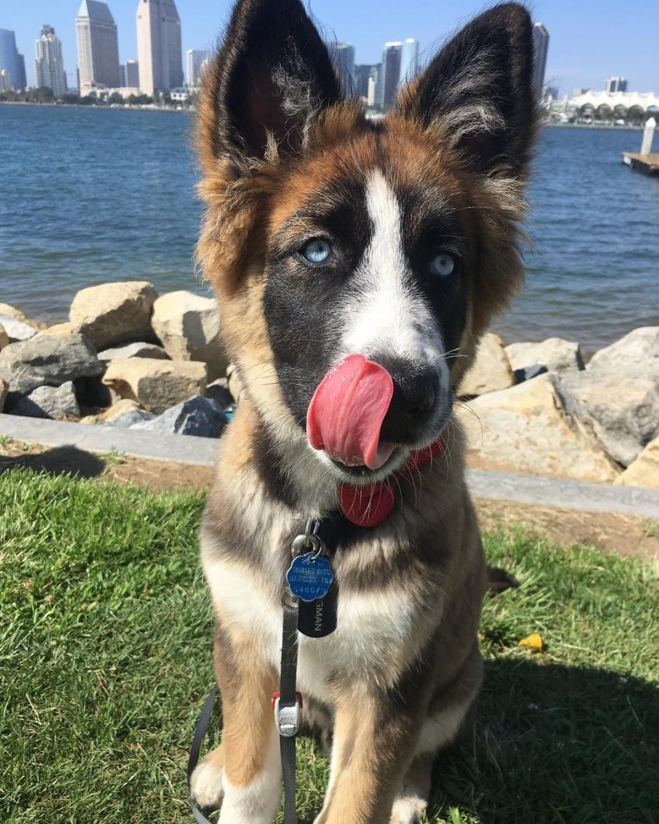 Гербериан шепски