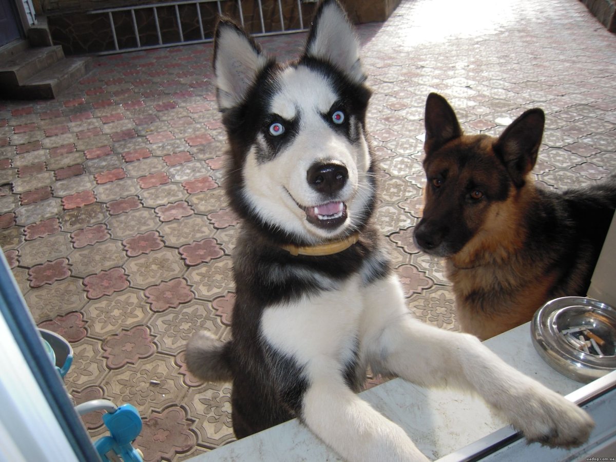 Метис хаски и овчарки