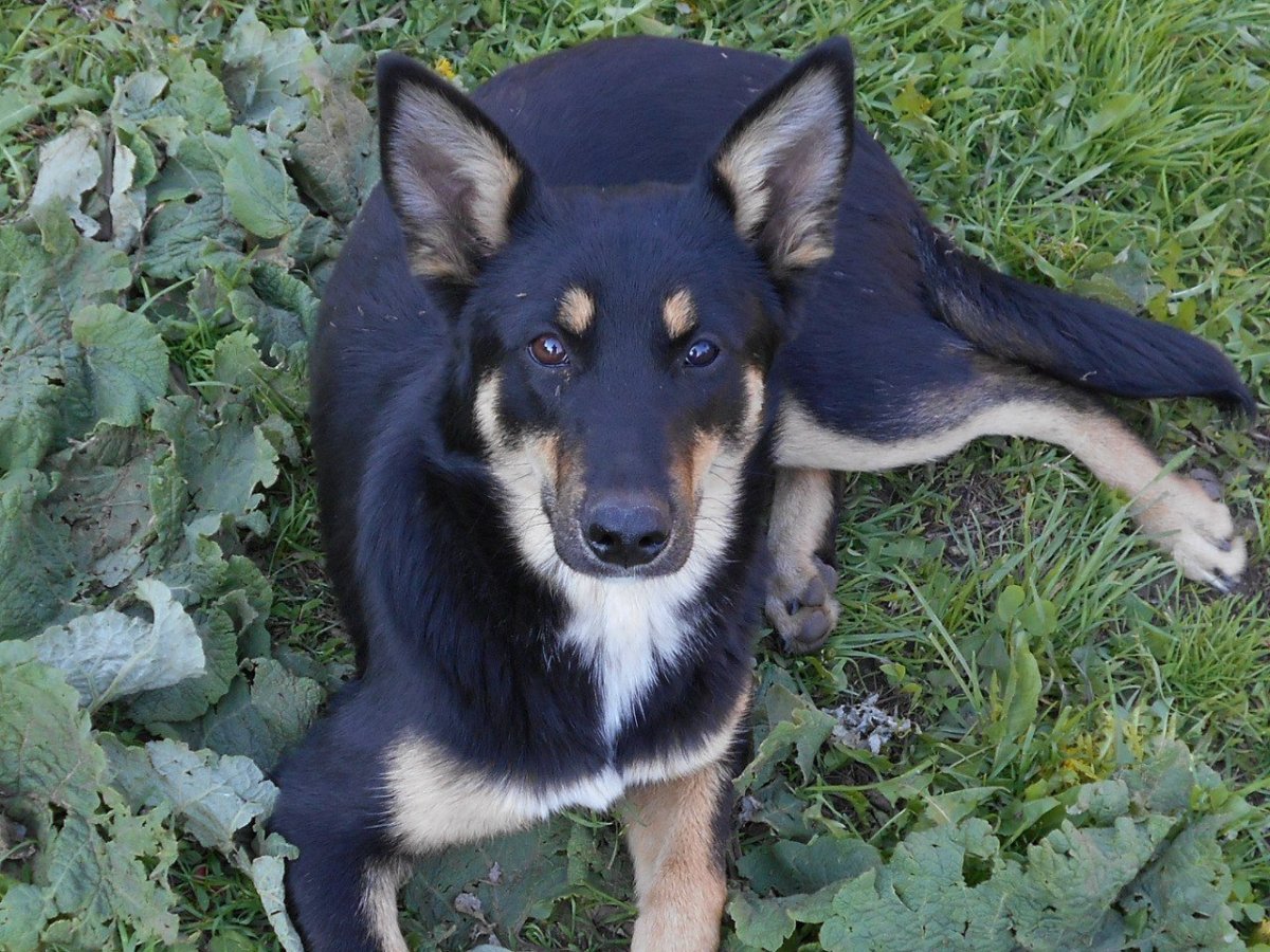 Метис хаски черный