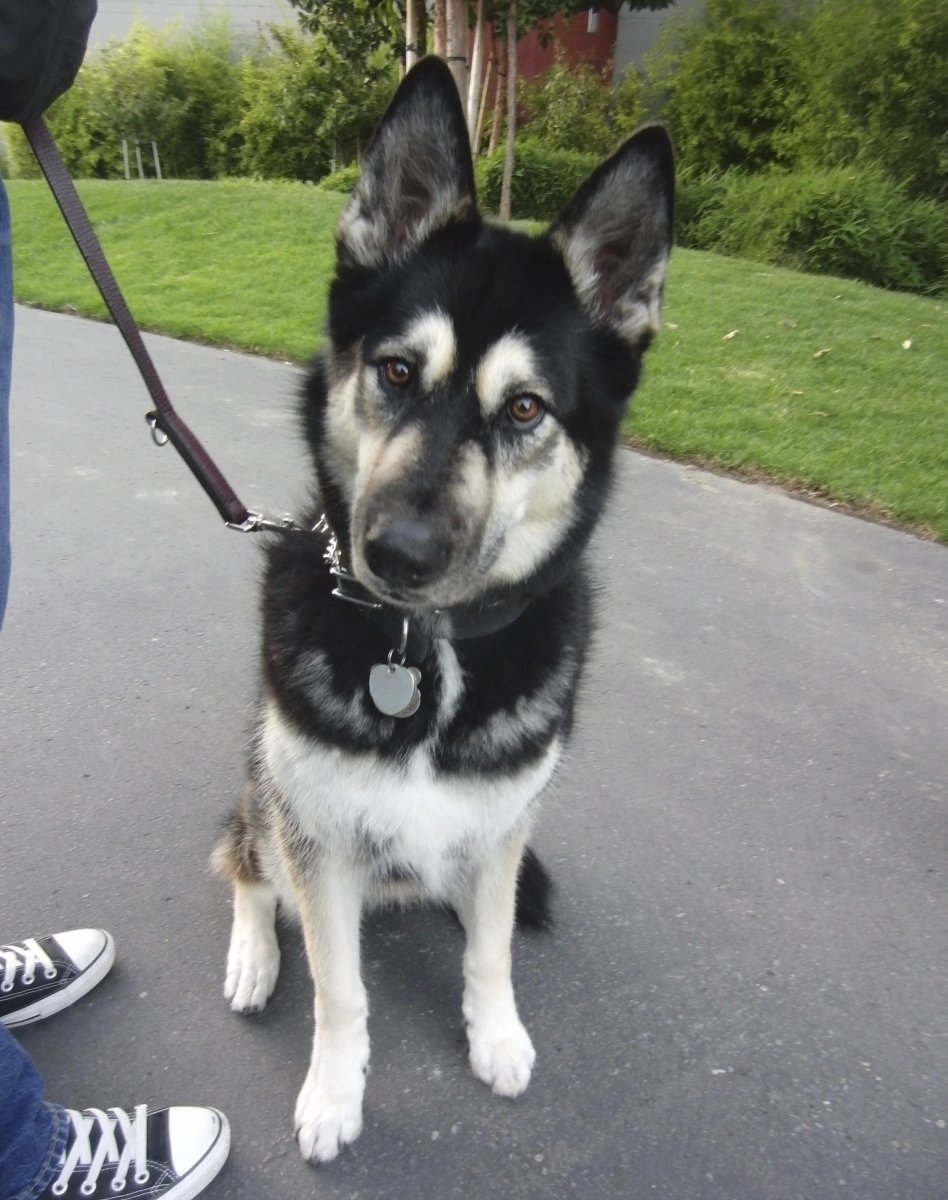 Метис хаски и овчарки