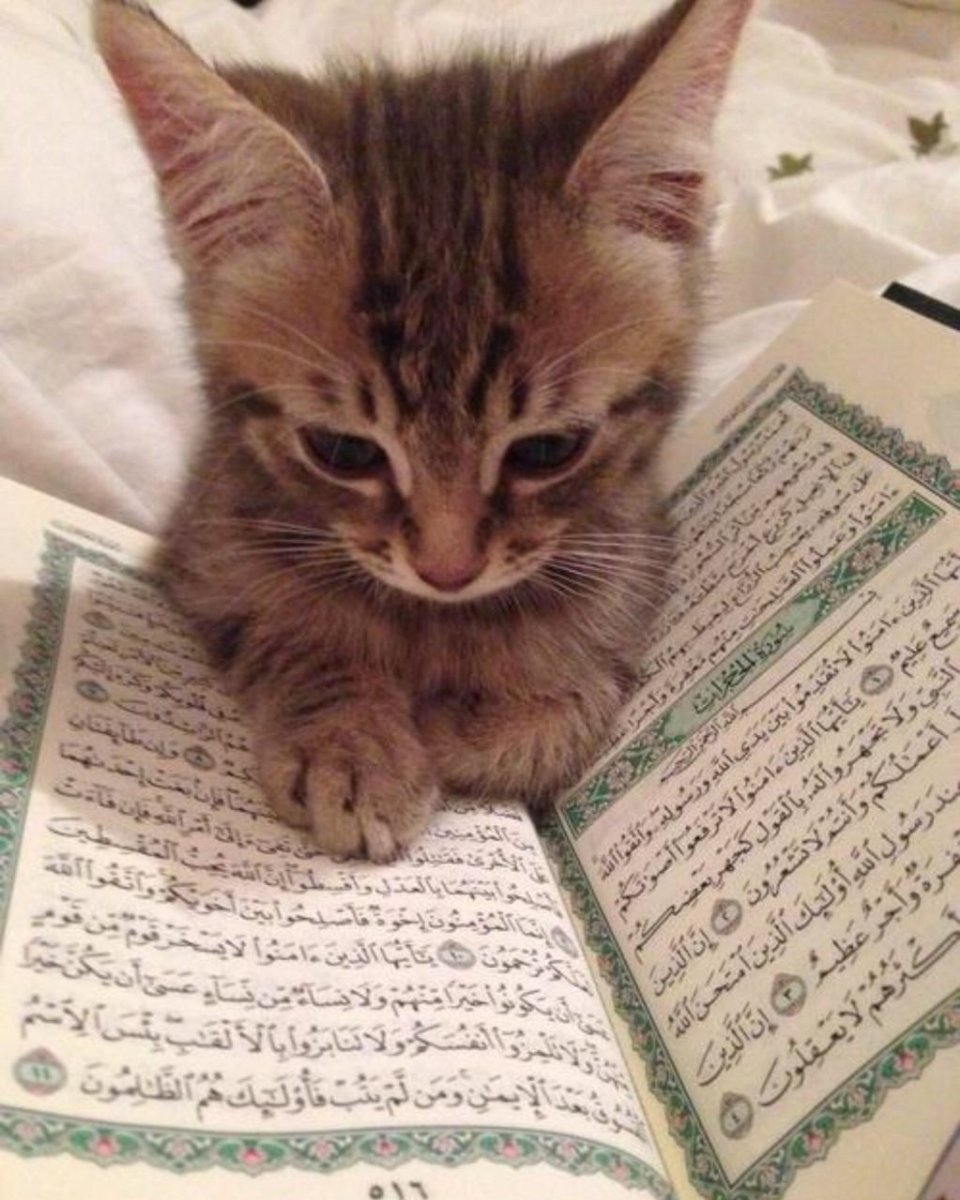 Кот мусульманин