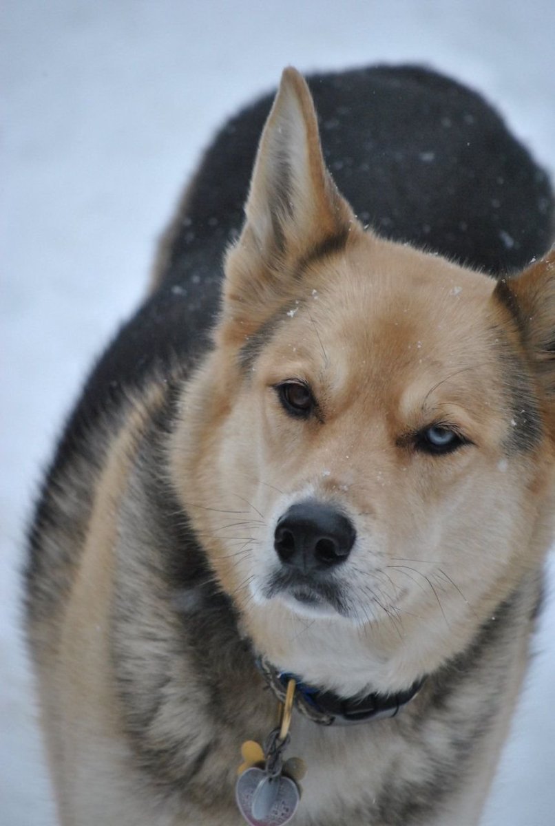 Щенки немецкой овчарки и хаски