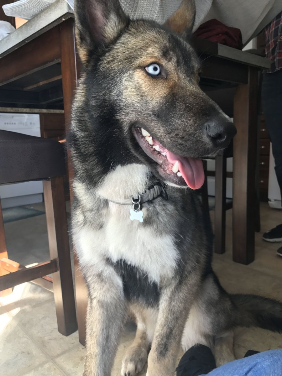 Восточная европейская овчарка с хаски