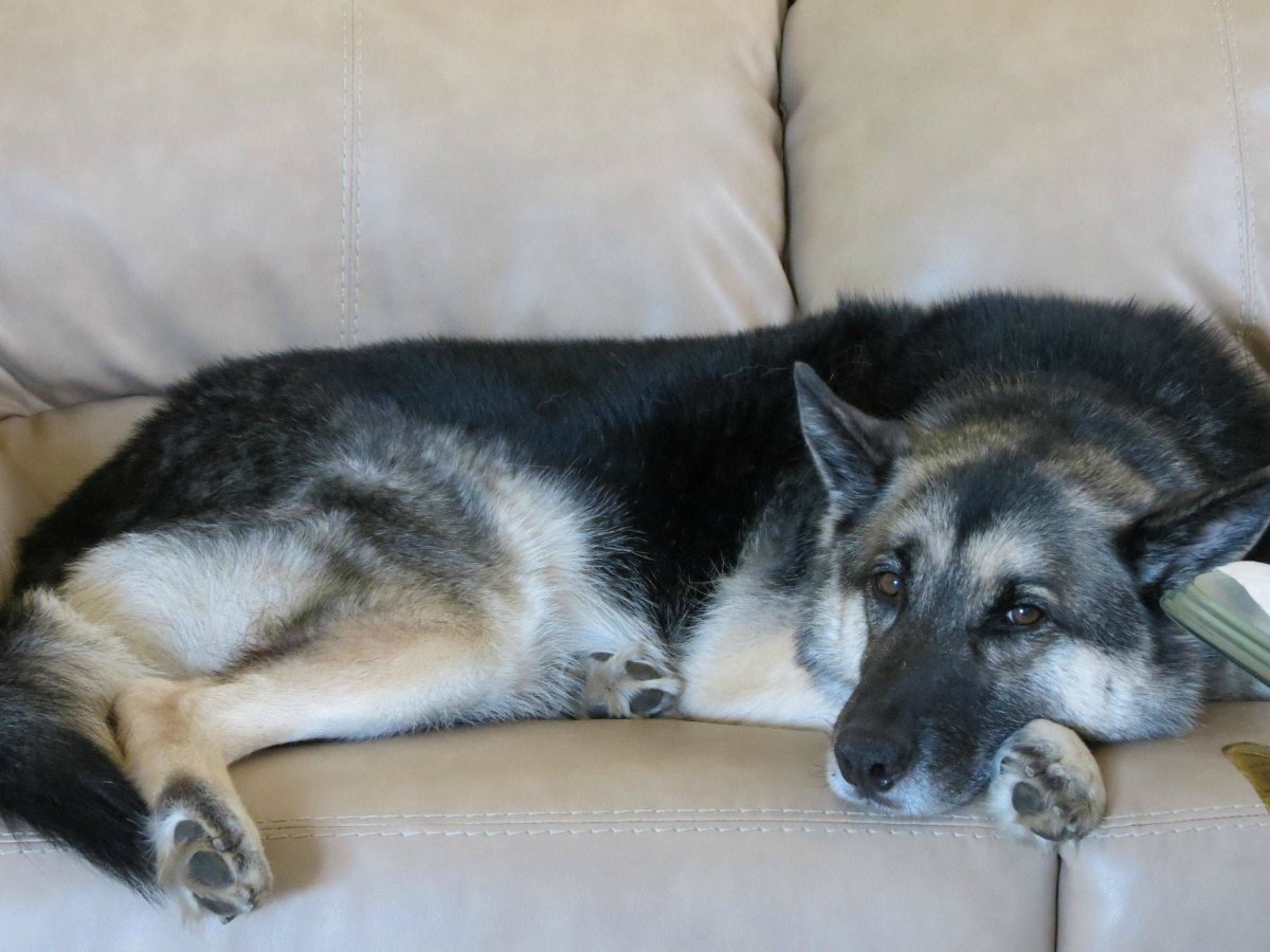 Маламут агути