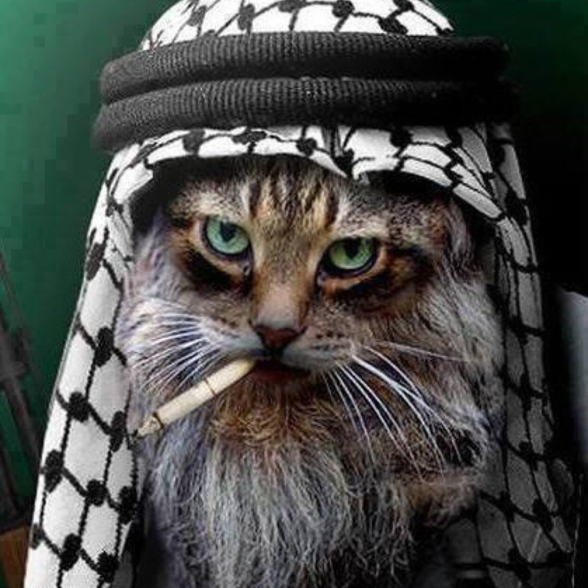 Кот в арафатке