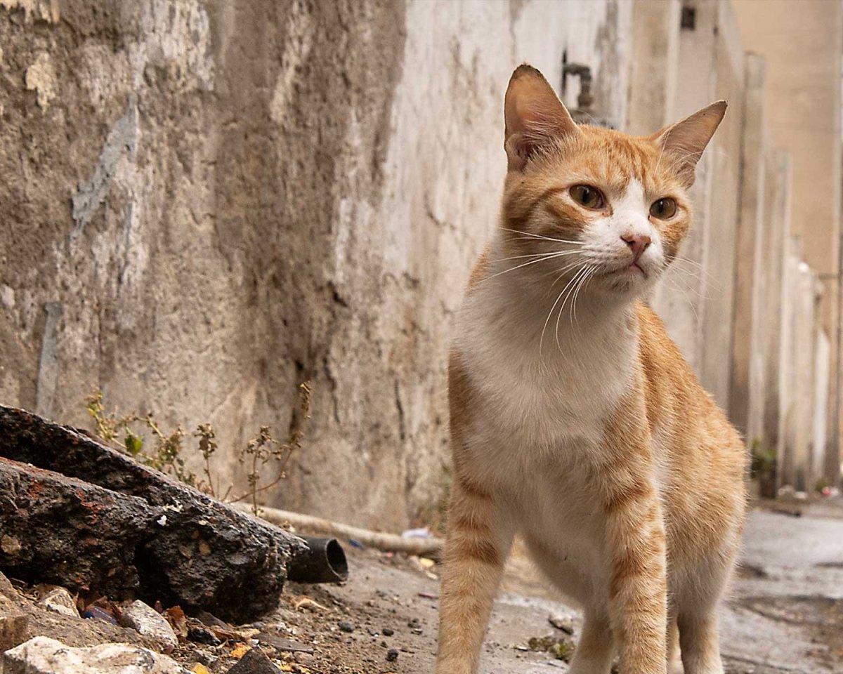 Аравийский МАУ рыжий