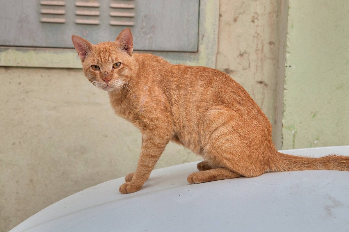 Аравийский МАУ рыжий