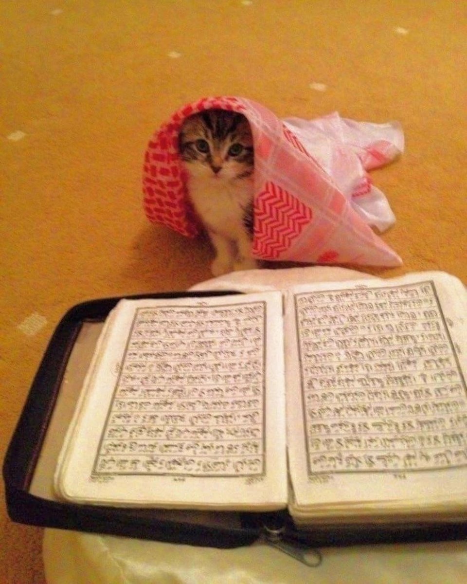 Кошка с Кораном