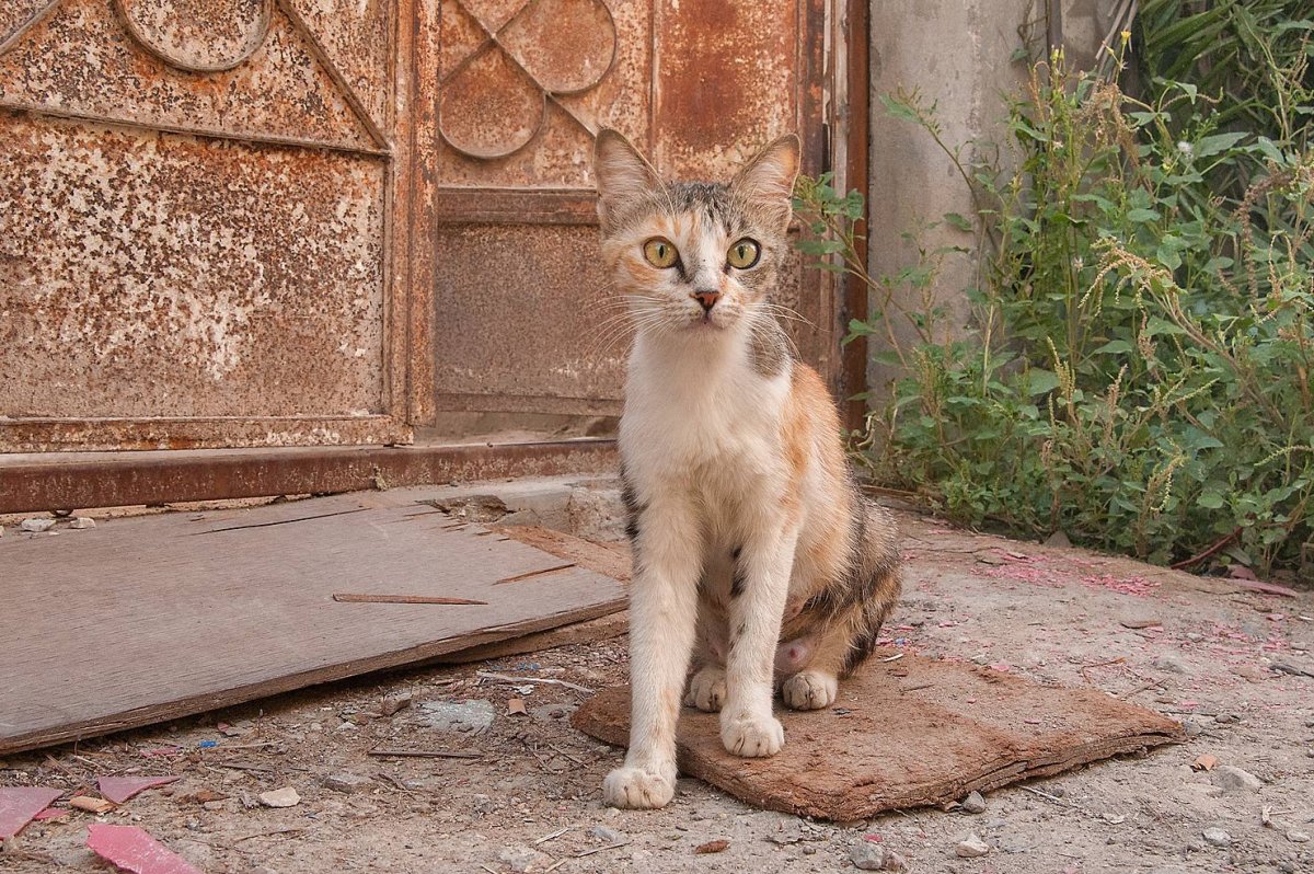 Арабский МАУ кошка