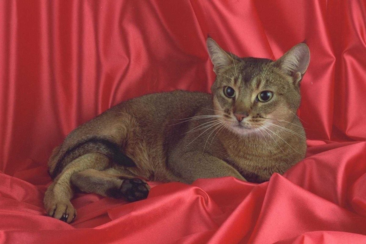 Абиссинская и Британская кошка