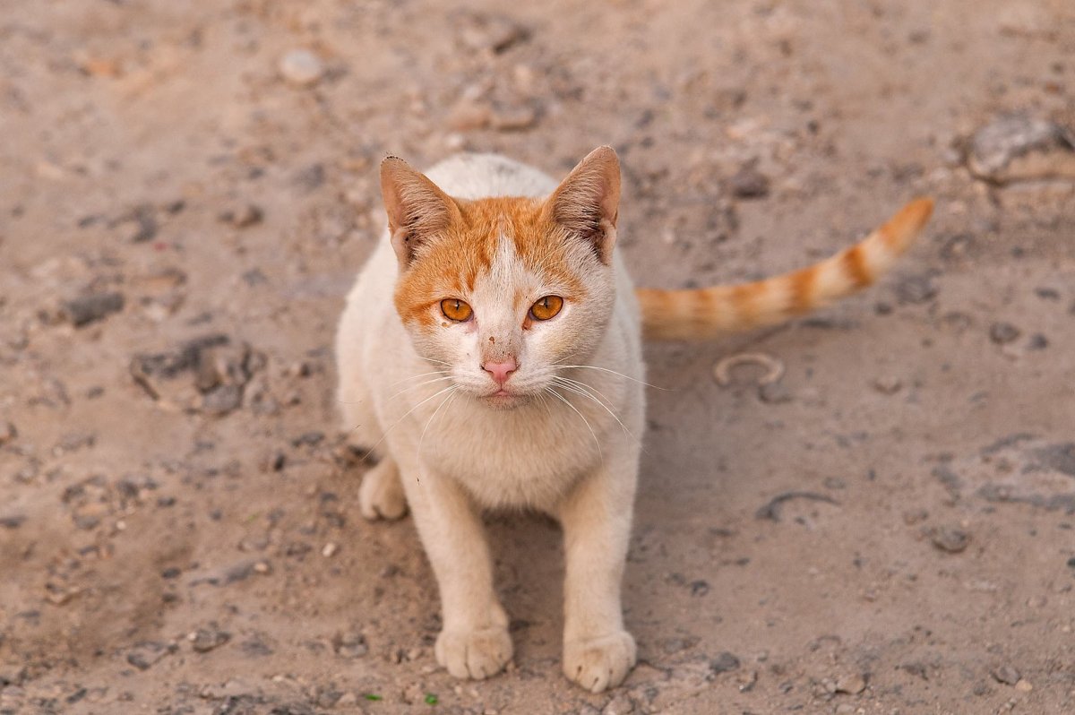 Аравийский МАУ рыжий