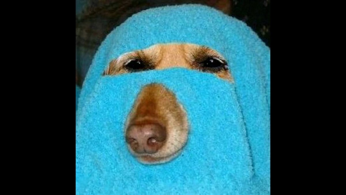 Мусульманка с собакой