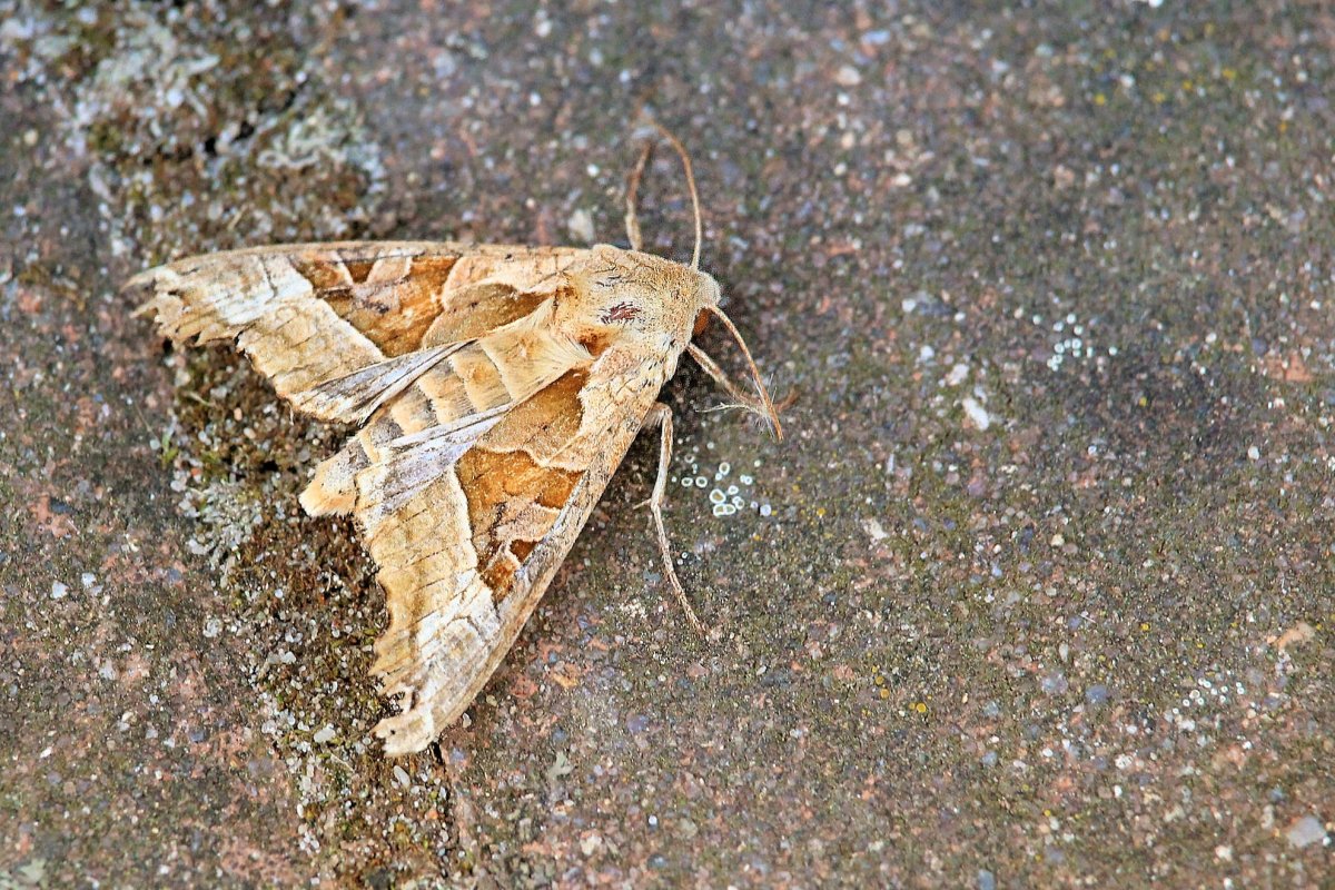 Уличная моль