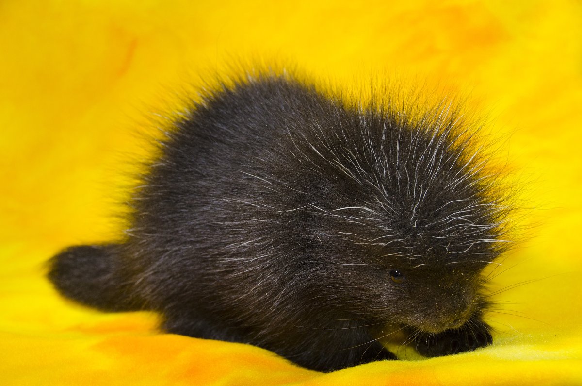 Поркупин Дикобраз детёныш