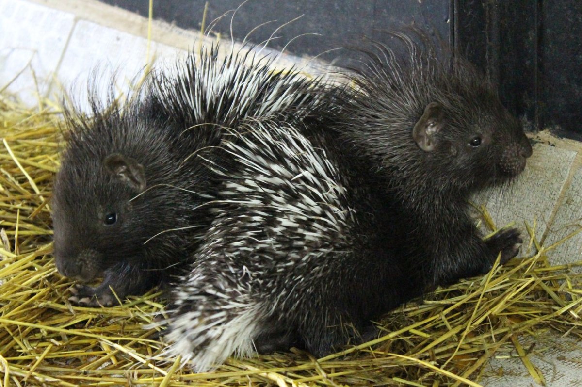 Дикобраз hystrix