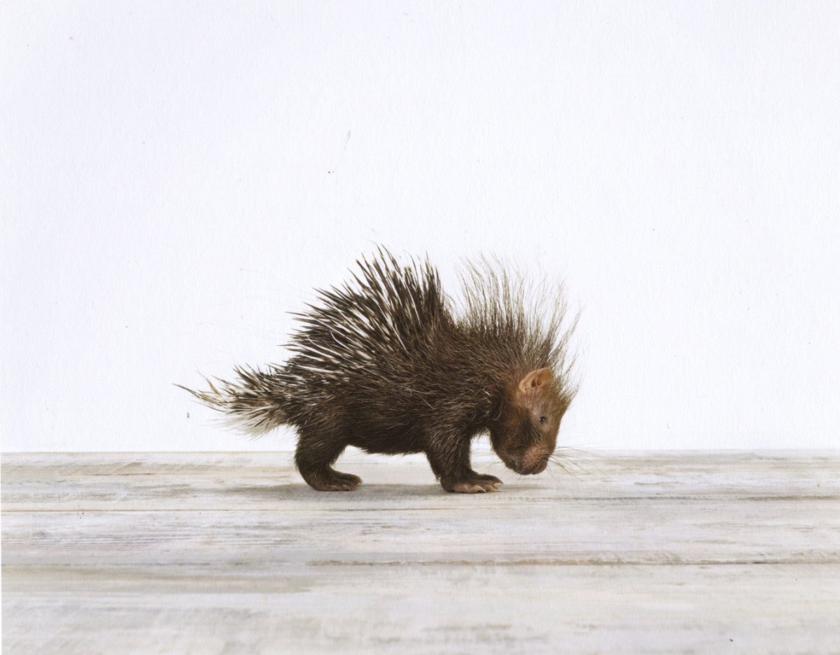 Индийский Дикобраз hystrix Indica