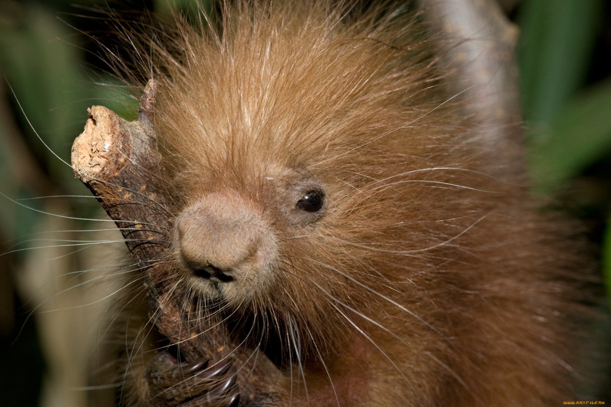 Североамериканский Дикобраз детеныш