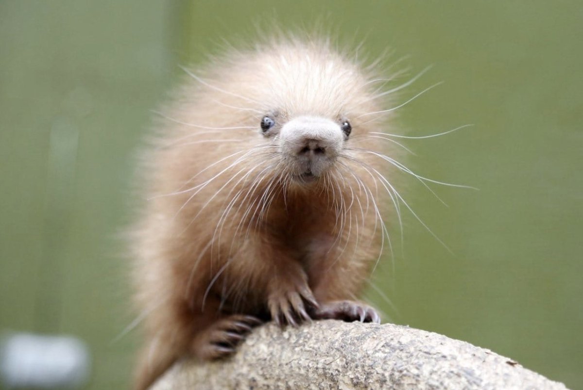 Ежик ехидна Дикобраз