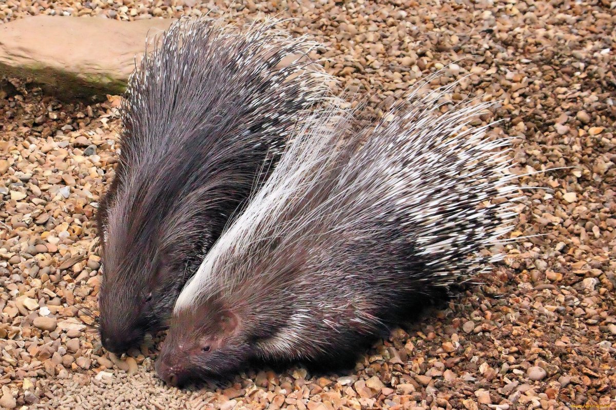 Суматранский Дикобраз