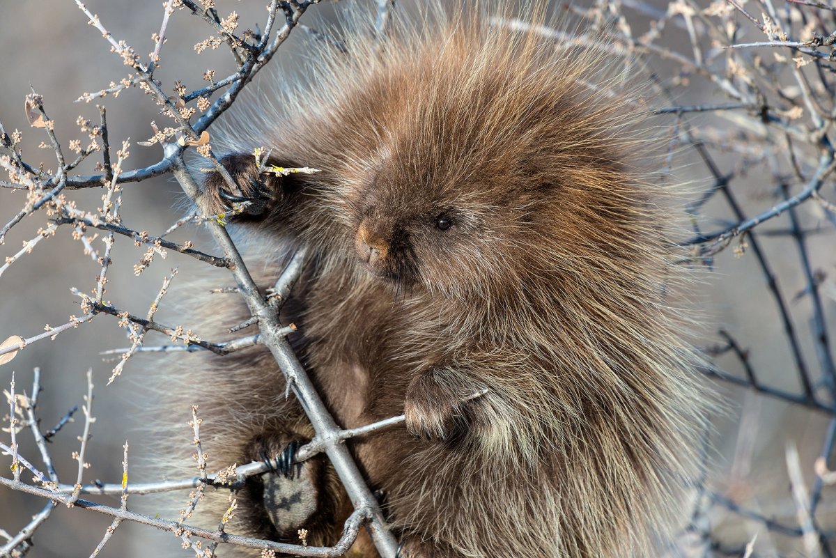 Дикий Дикобраз