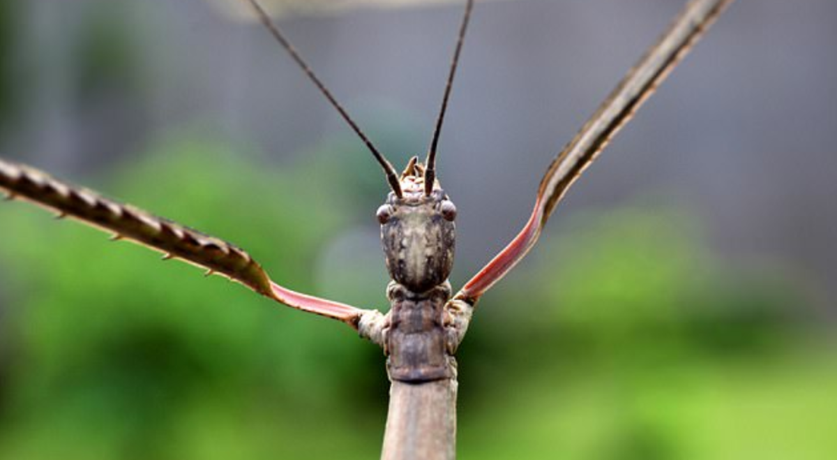 Тонкое насекомое