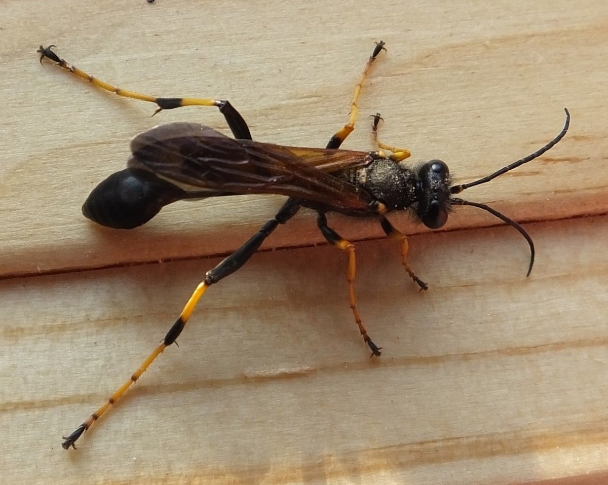 Жало, у насекомых