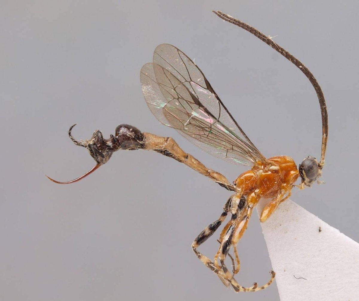 Мушка Goniurellia Tridens