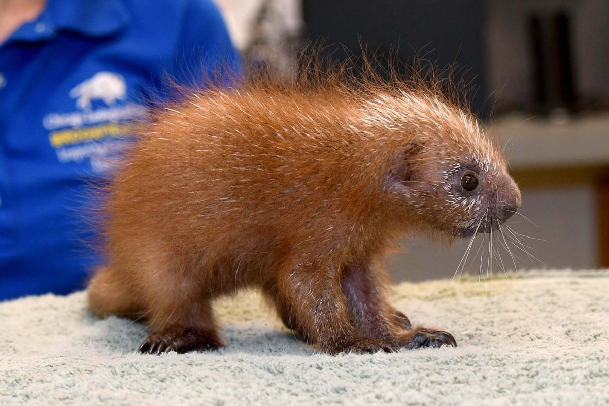 Детеныш дикобраза