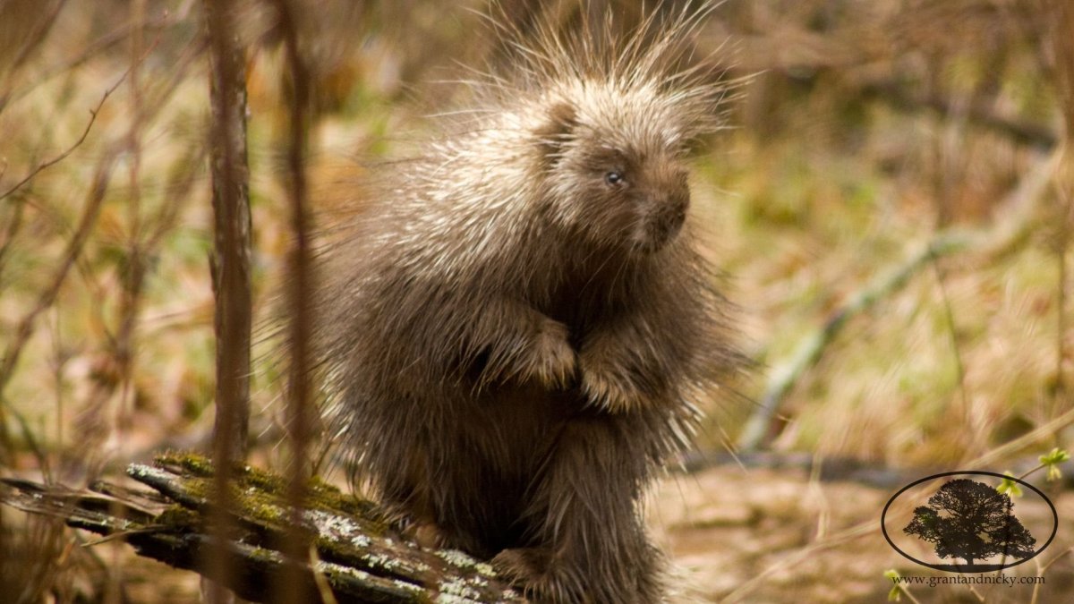 Дикобраз на дереве