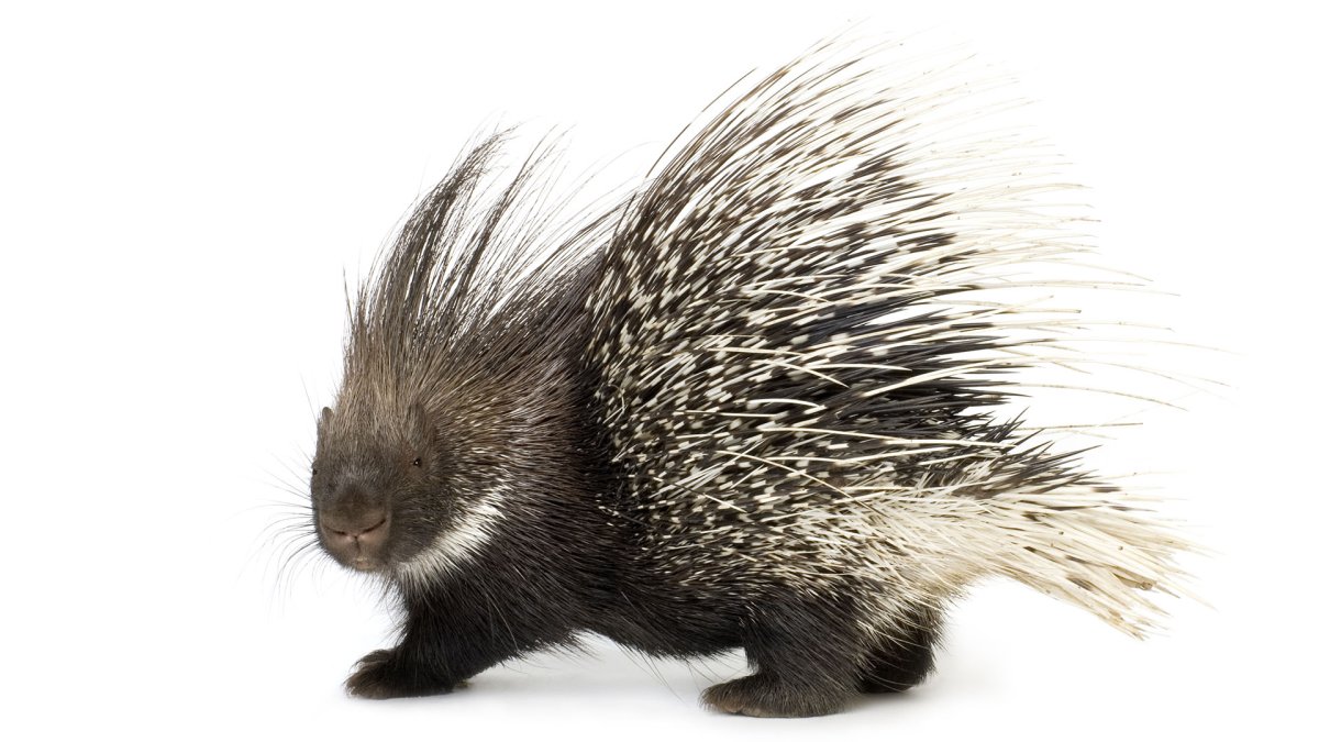 Дикобраз и леопард