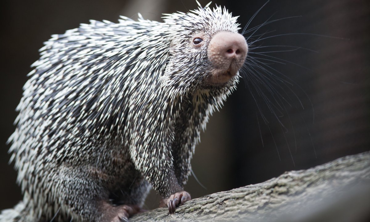 Еж с ежатами