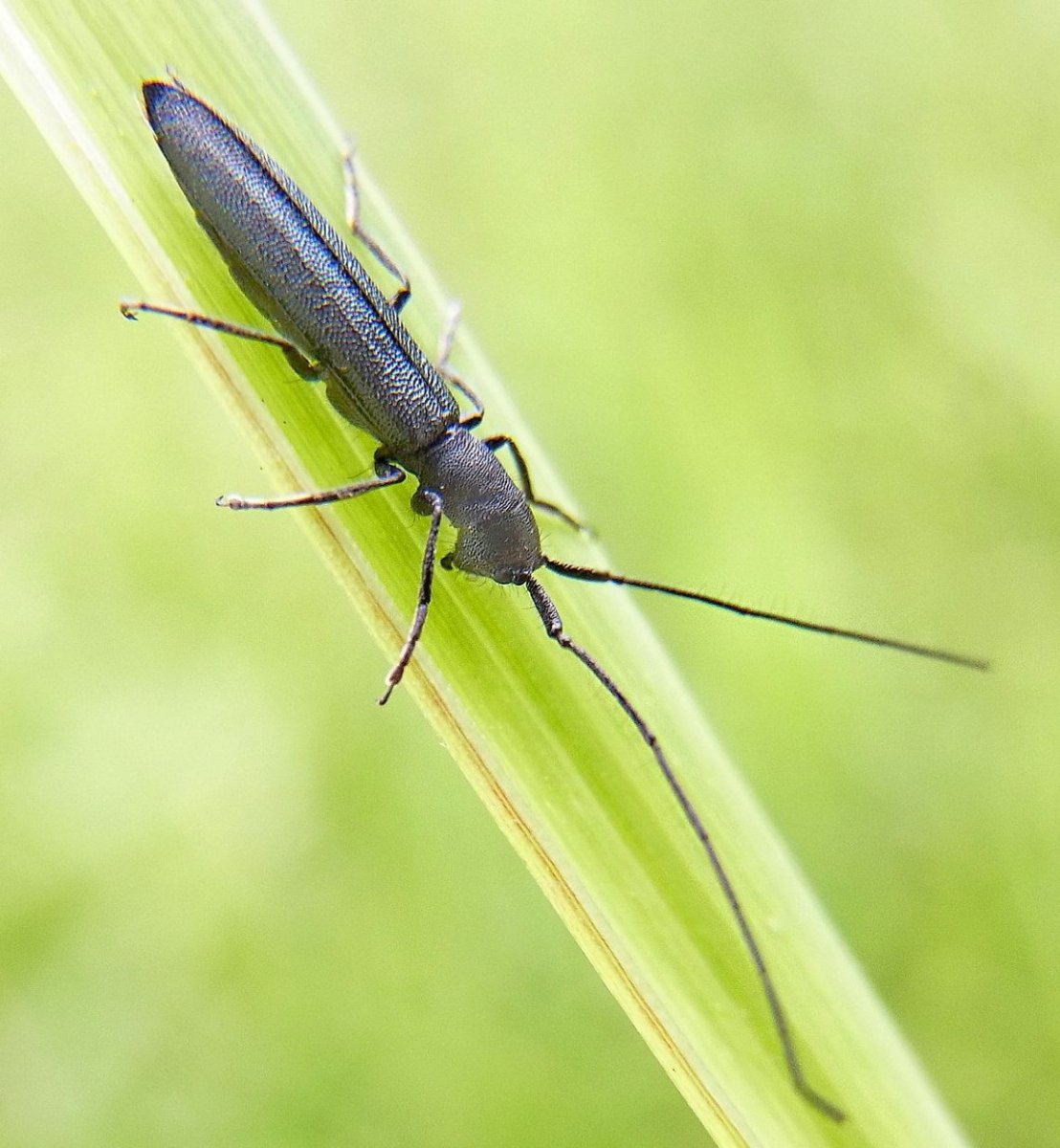 Theophilea subcylindricollis
