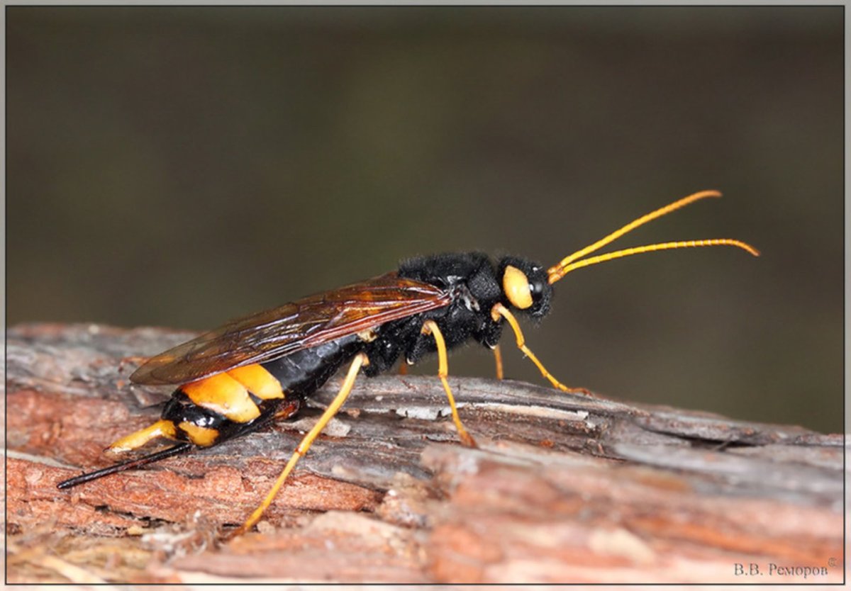 Рогохвост гигант – Urocerus Gigas