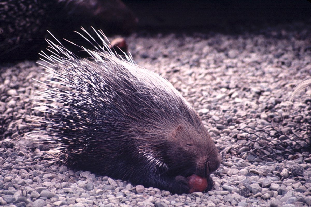 Ландак Дикобраз