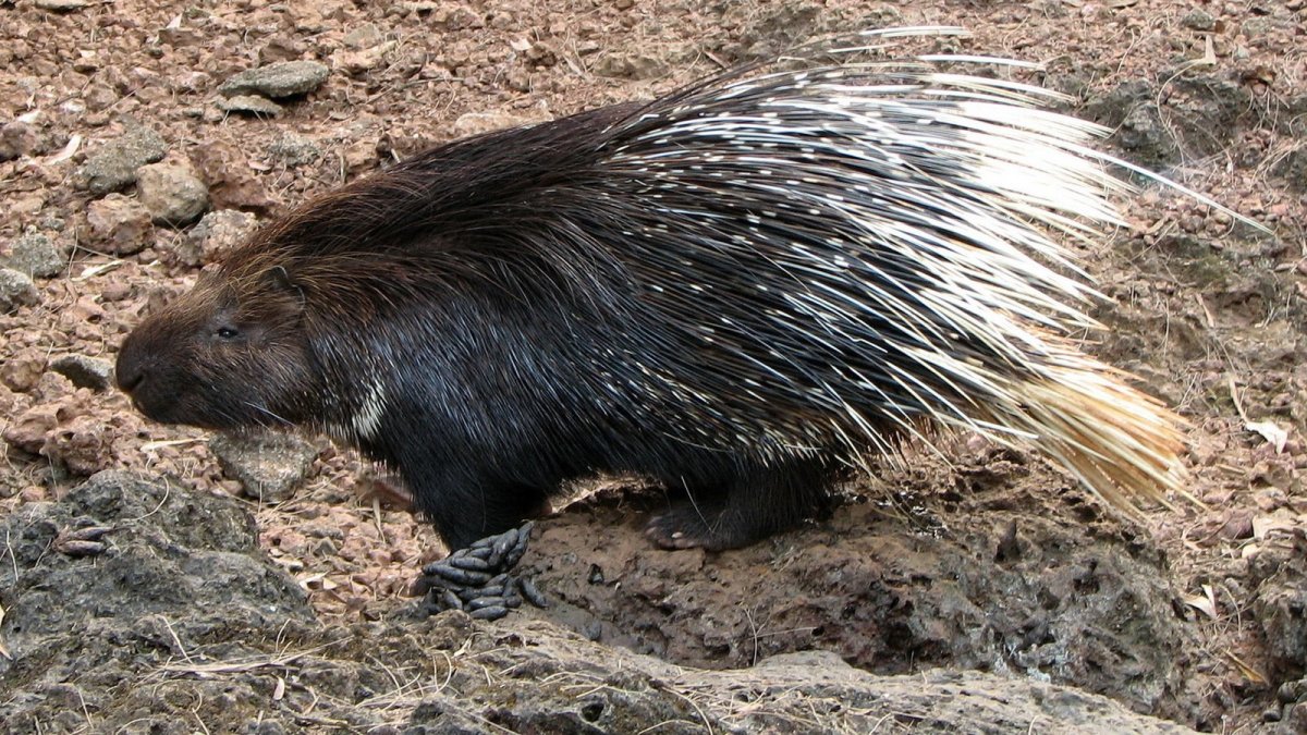 Prehensile-tailed Porcupine