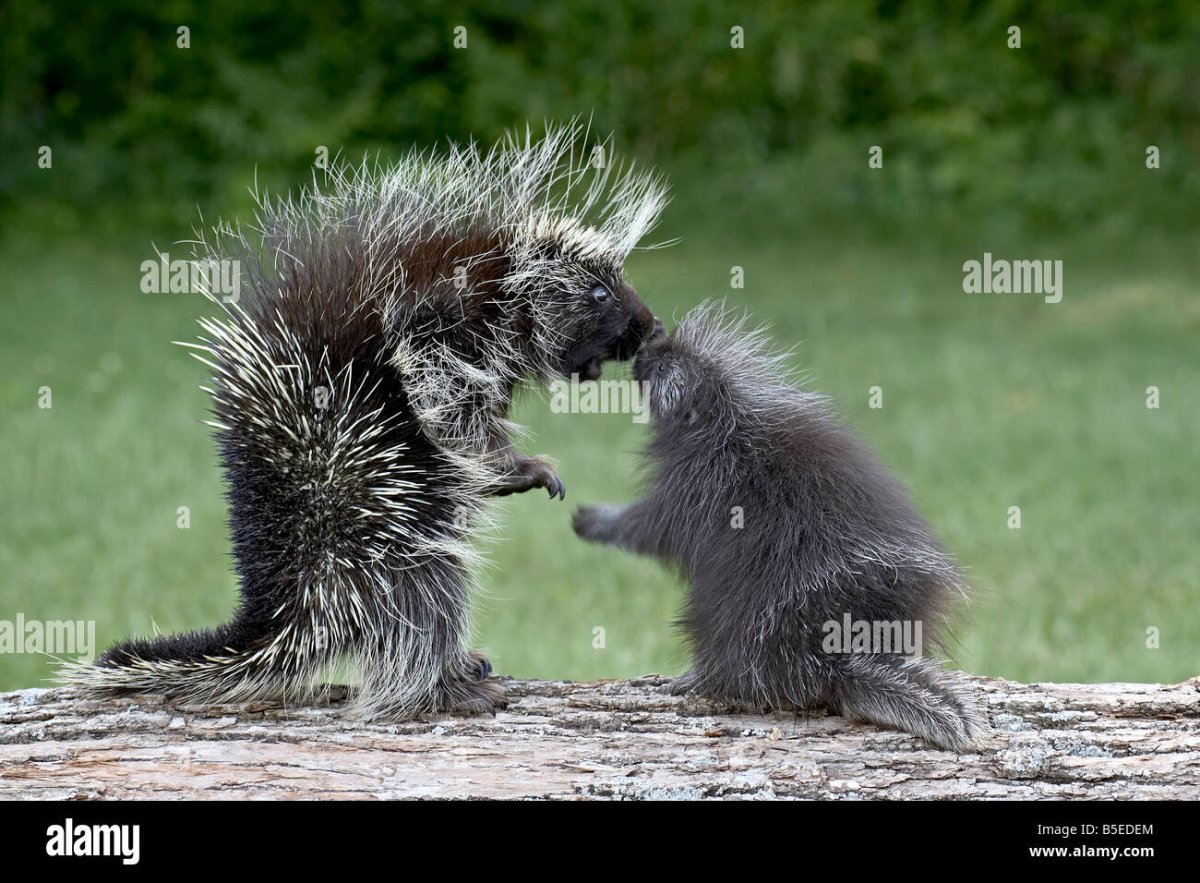 Зверек с иголками