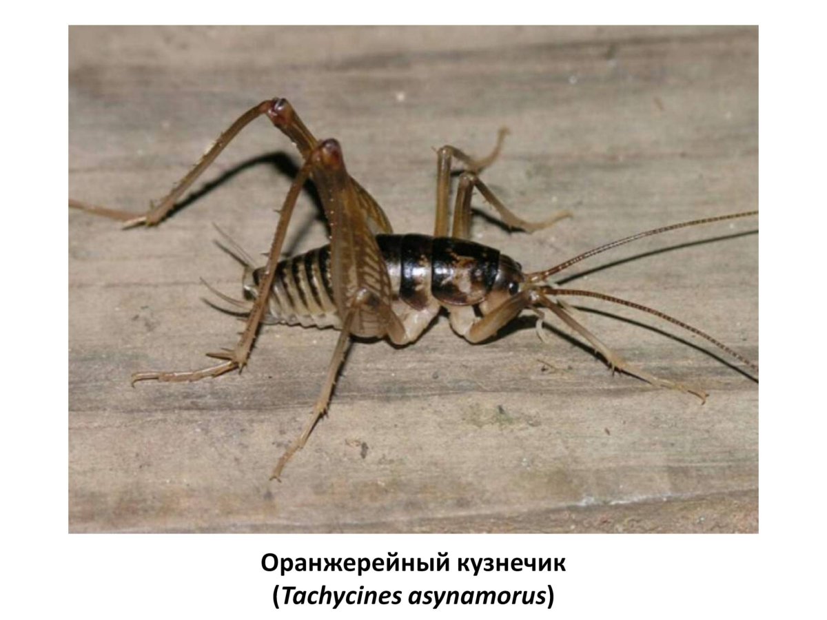 Tachycines asynamorus