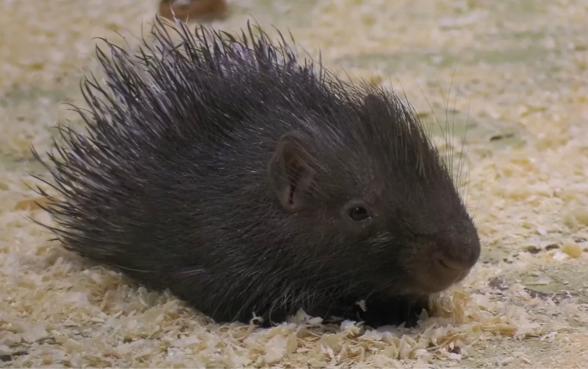 Африканский кистехвостый Дикобраз