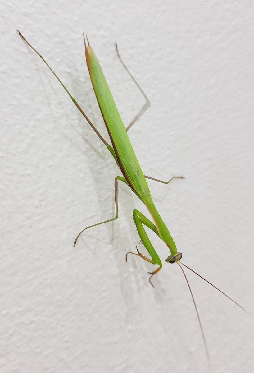 Кузнечик зеленый палочник