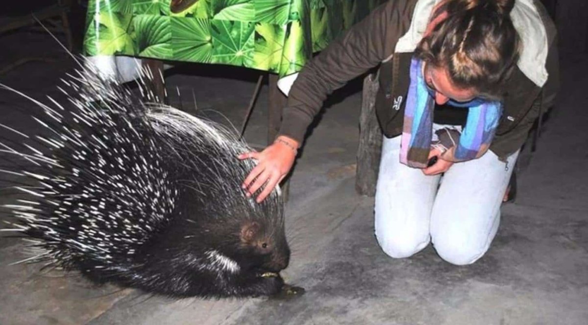 Мама Дикобраз с двумя детенышами смешное