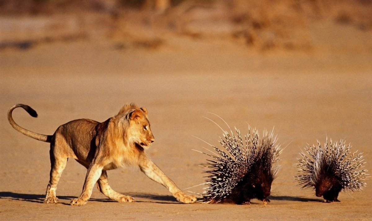 Ежик на ладони