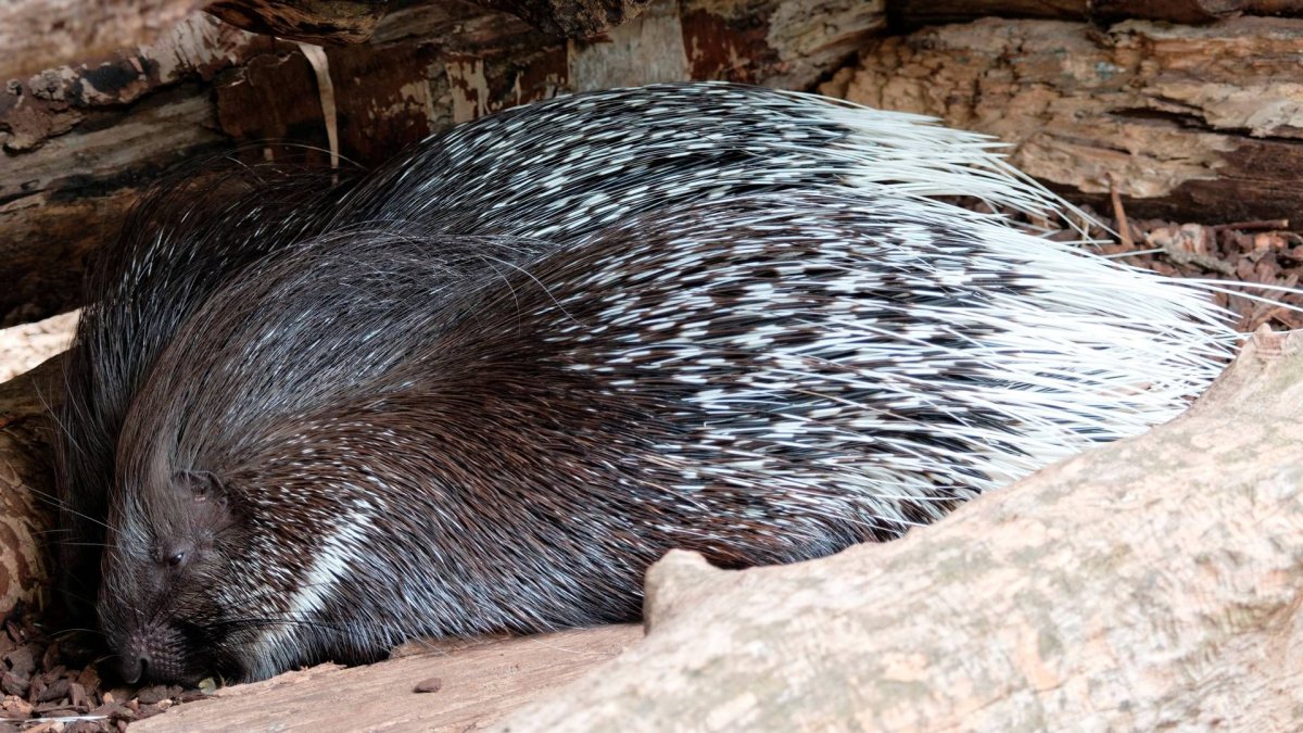 Пимпла-древесный Дикобраз