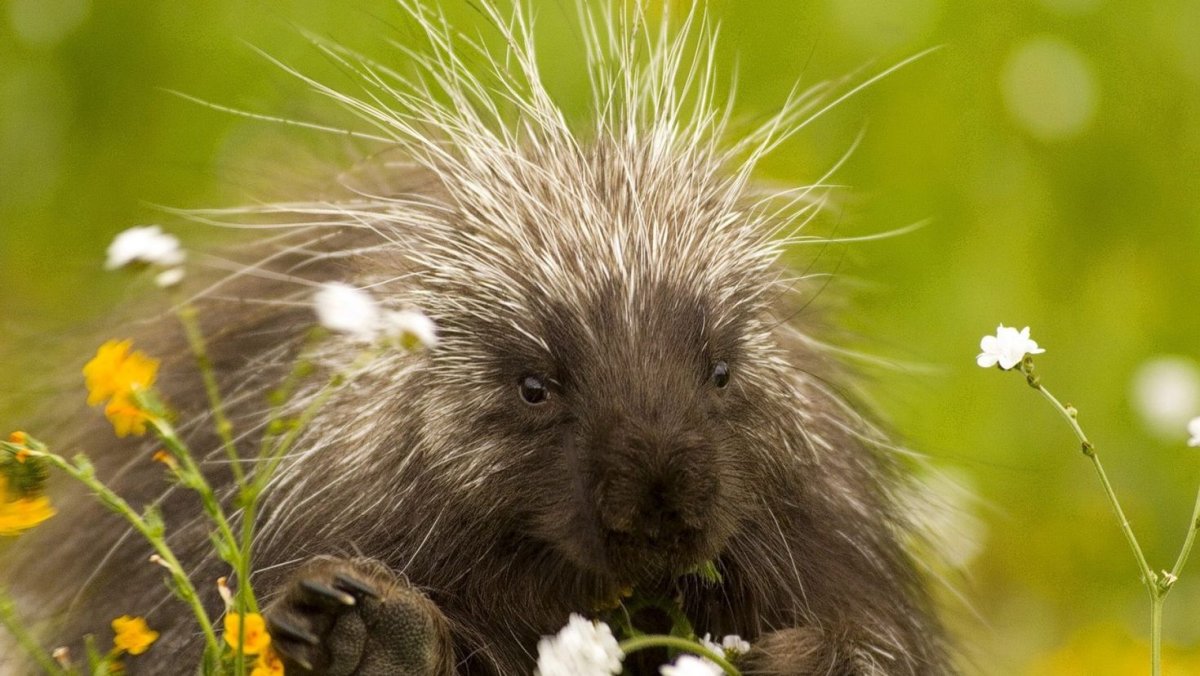 Дикобраз фото смешные