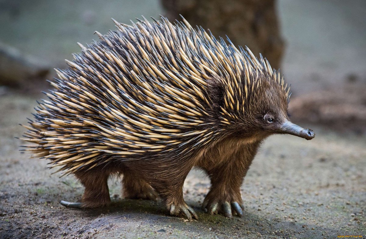 Австралийская ехидна сумка