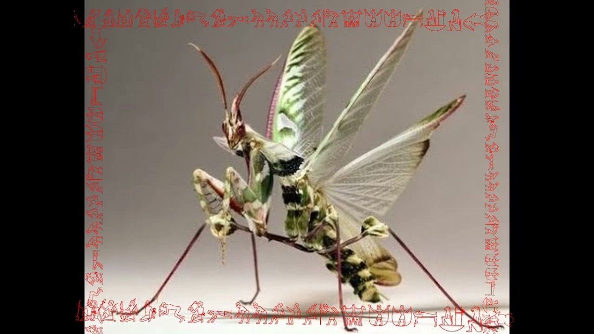 Богомол идоломантис Диаболика