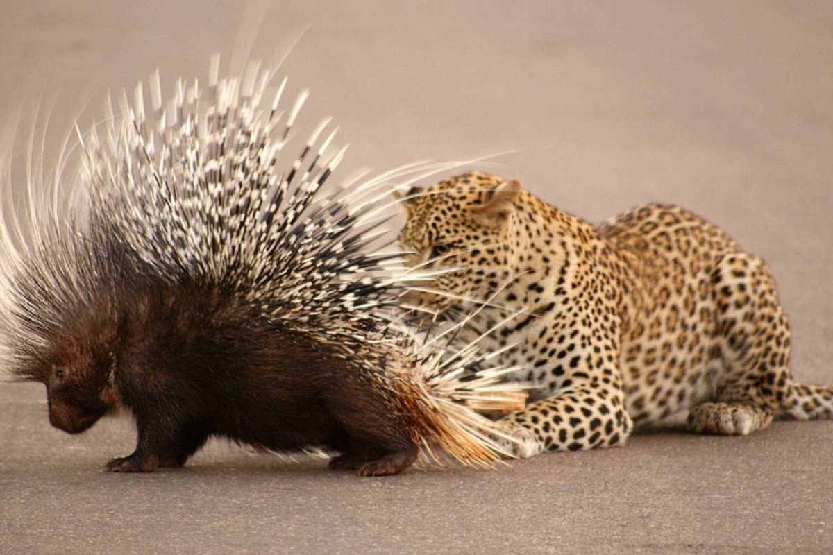 Гребенчатый Дикобраз зоопарк Новосибирск