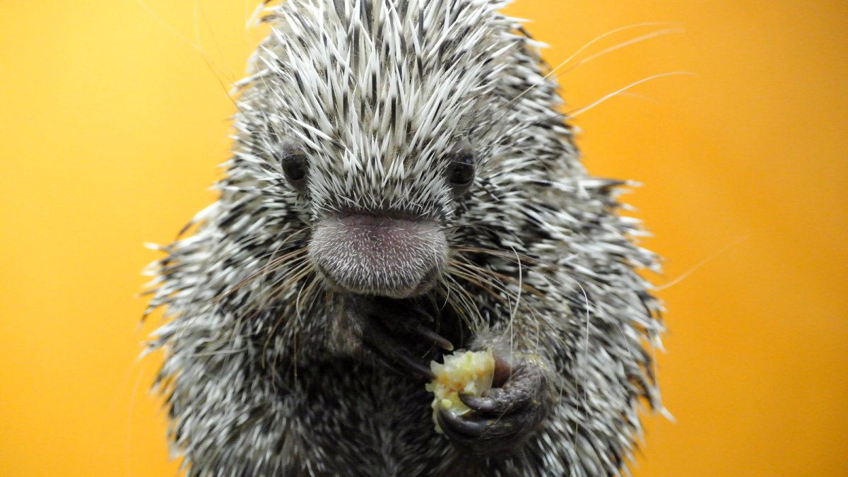 Малагасийский орангутановый еж